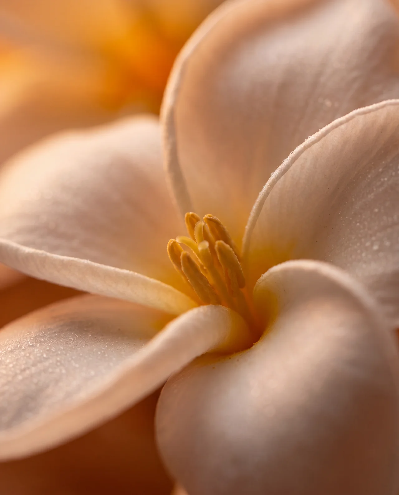 Frangipani Bloom